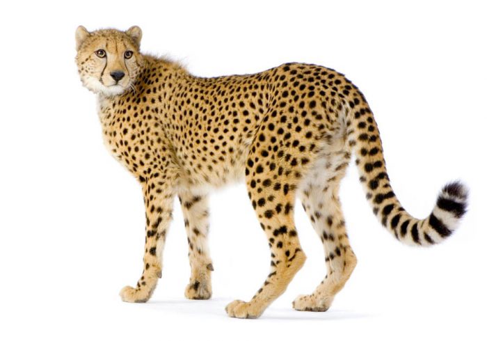 Explore-Malawi-Rates-tailor-made-private-guided-safaris-02