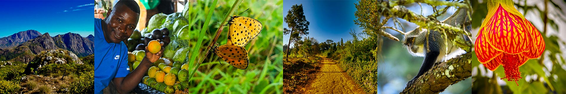 Explore-Malawi-Thank-You-tailor-made-private-guided-safaris-footer