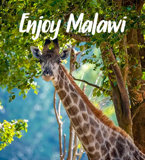 Explore-Malawi-About-Us-Self-Drive-Private-Guided-Safari