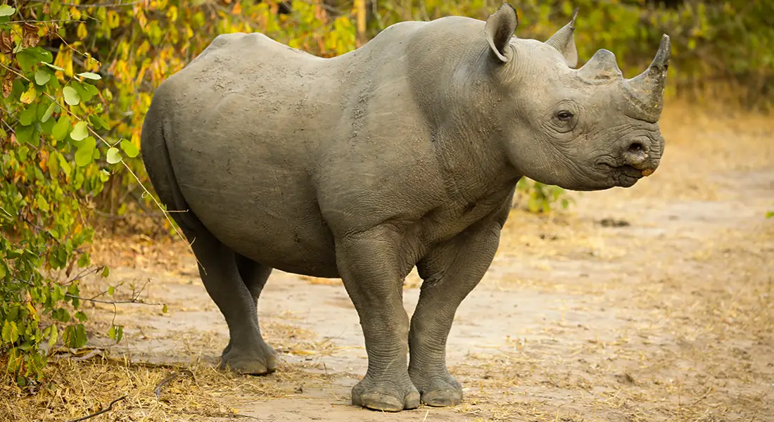 Guarantee-scheme-emergency-fund-Explore-Malawi-Rino