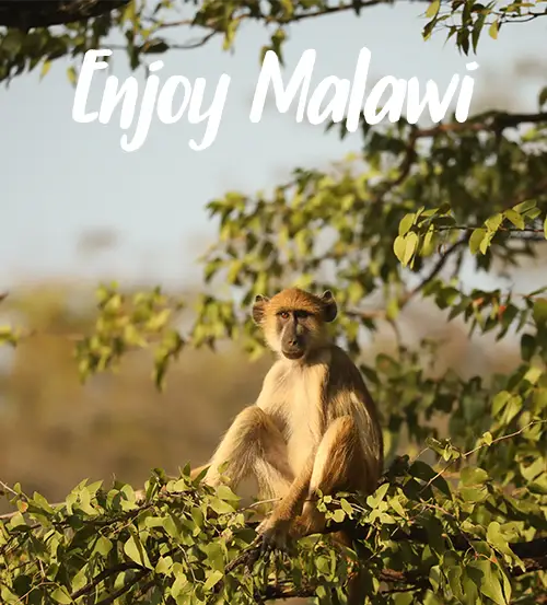 Guided-Safari-Add-On-South Luangwa-National-Park-Zambia