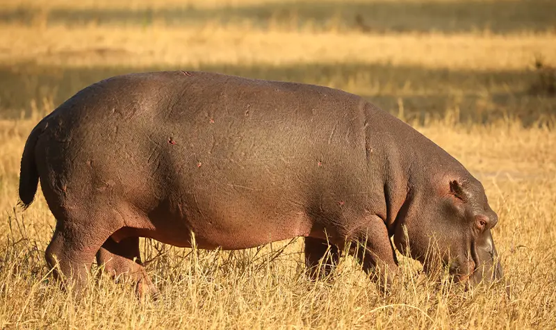 Guided-Safari-Add-On-South Luangwa-National-Park-Zambia-excluded