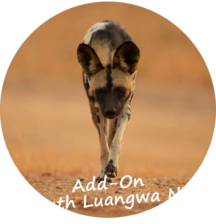 Guided-Safari-Add-On-South Luangwa-National-Park-Zambia
