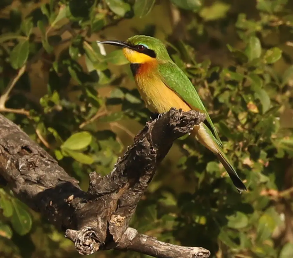 Guided-Safari-Add-On-South Luangwa-National-Park-Zambia