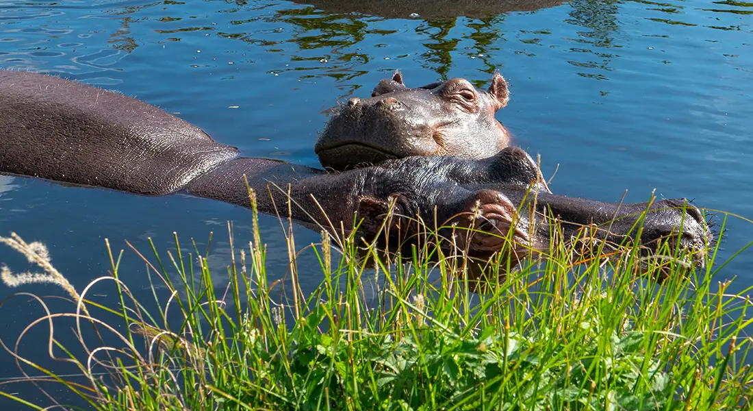 Information-About-Malawi-What-you-need-to-know-Hippo
