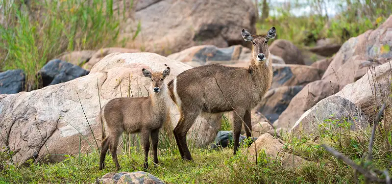 Self-Drive-Safari-Itinerary-Highlights-Malawi-What-is-excluded