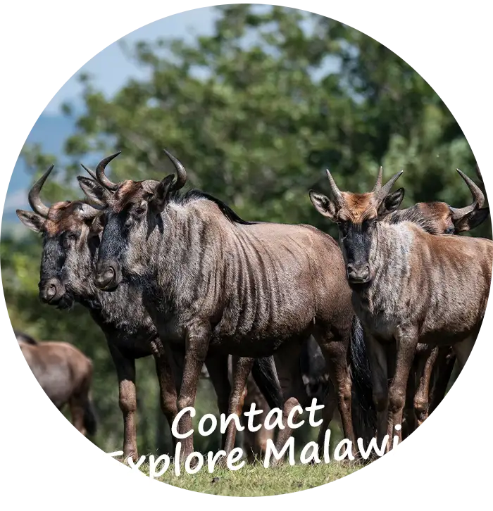Contact-Explore-Malawi-Self-Drive-Guided-Tours-Contact