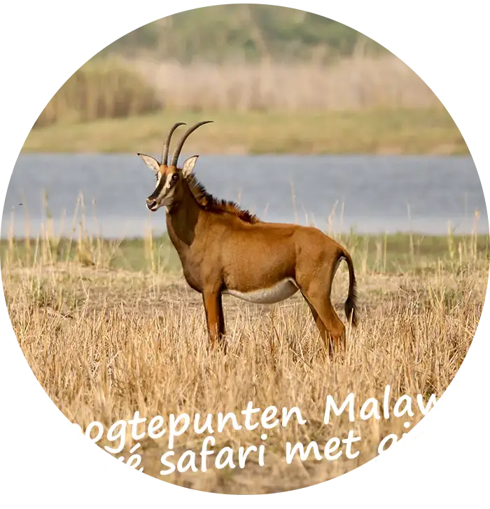 Rondreis-Hoogtepunten-Malawi-Prive-Safari-met-gids